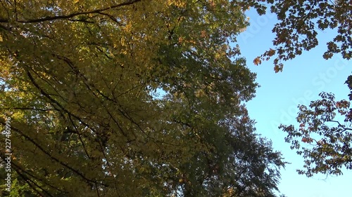 Panning shot of treetops in autumn, with falling leaves
