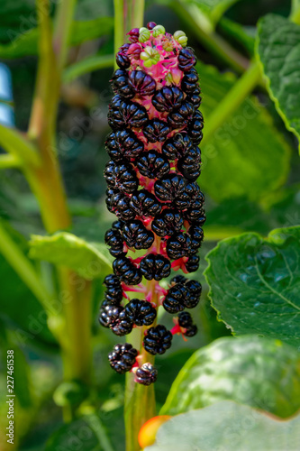 Unusual black and red phytolacca acinosa ripening edible fruits.