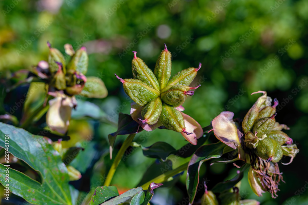 Peony plants with fruits. Peony plants with fruits.