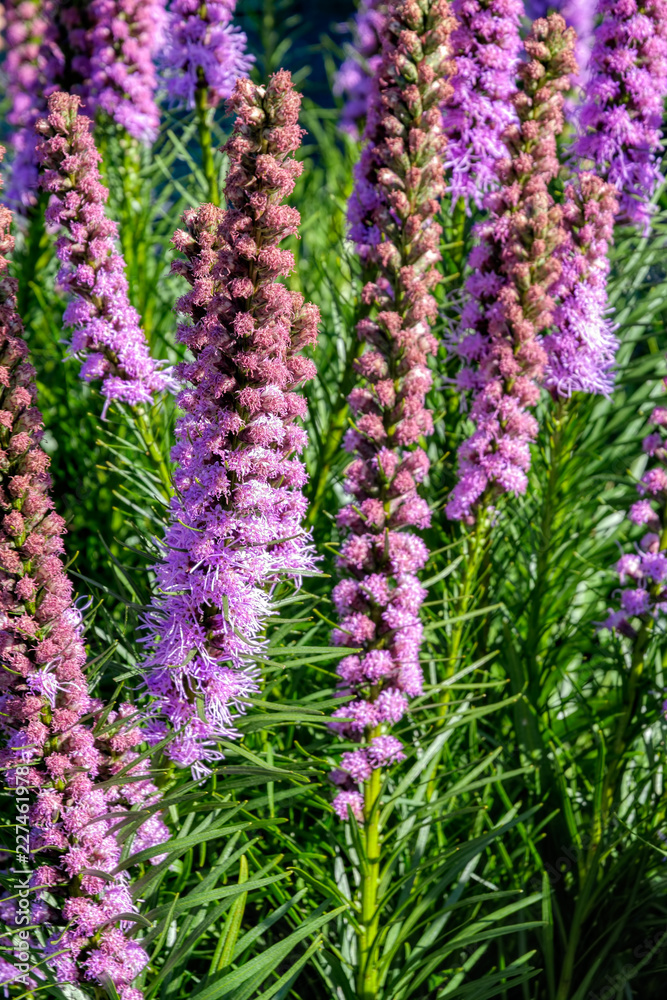 Liatris spicata flowers in the summer garden. Liatris spicata flowers in the summer garden.