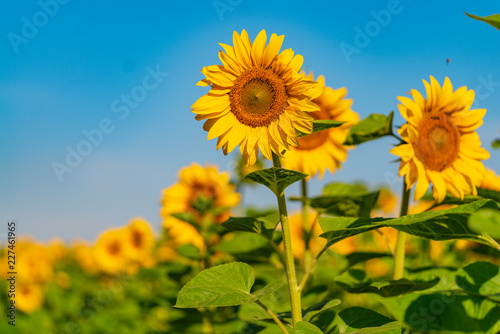 Summer. Field of sunflowers. Beautiful flower In the foreground, in the spotlight