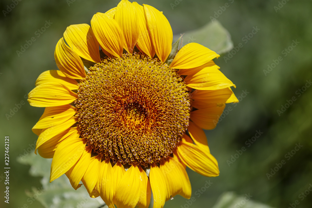 Fototapeta premium Orange sunflower on green background
