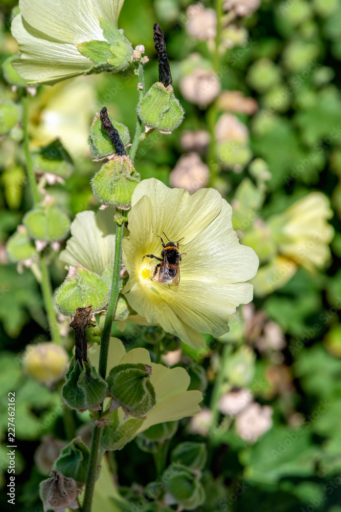 Honey bee collect nectar from the pale yellow flower of blooming Hollyhock (Alcea Rugosa). Honey bee collect nectar from the pale yellow flower of blooming Hollyhock (Alcea Rugosa).