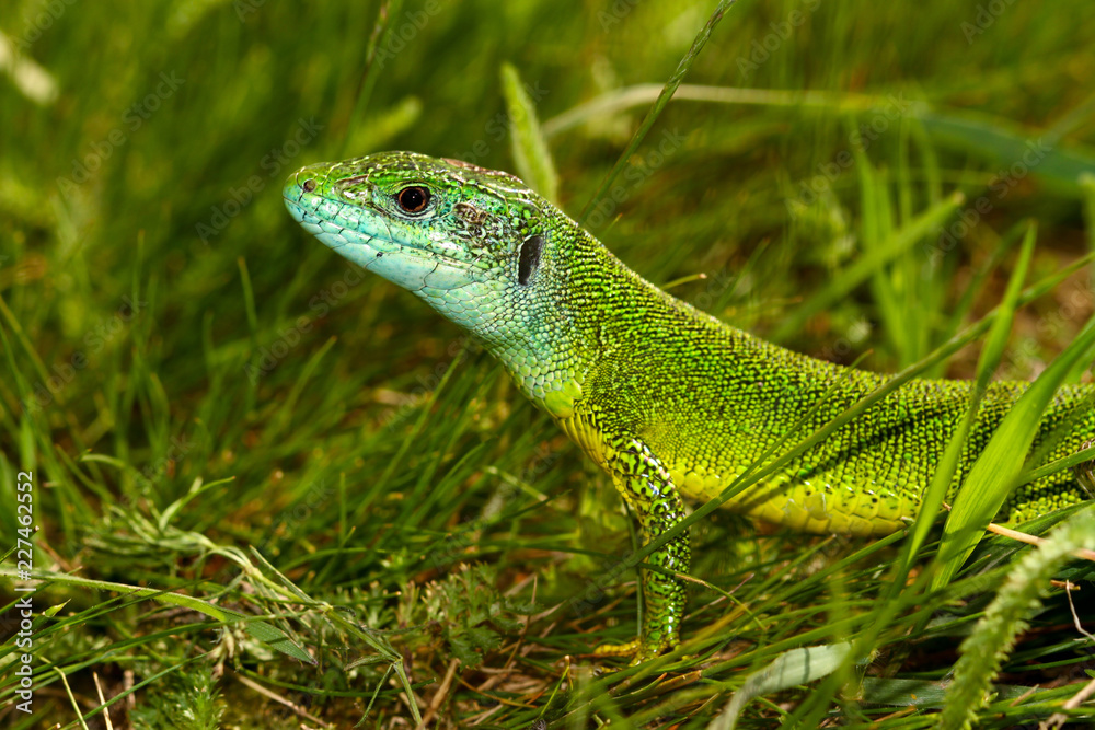 European Green lizard Lacerta viridis