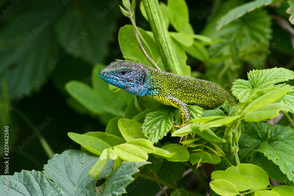 Naklejka premium Male of European Green lizard Lacerta viridis with blue head