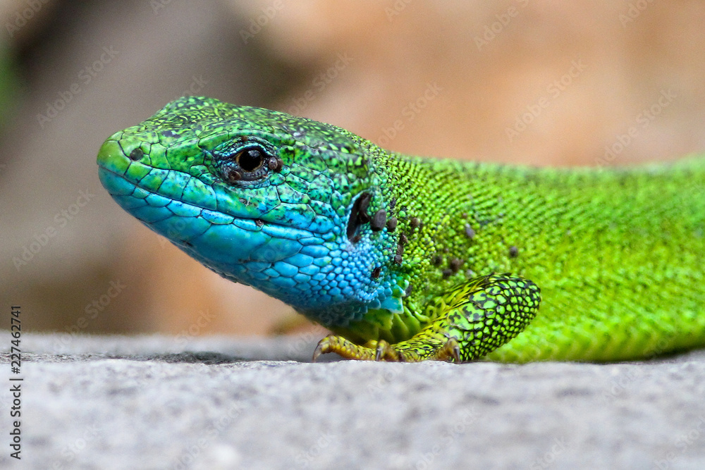 Obraz premium Portrait of European Green lizard Lacerta viridis with blue head