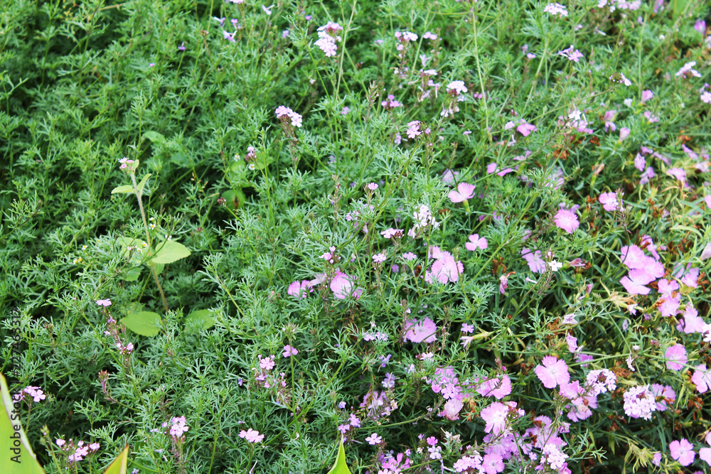 texture of grass with light purple flowers texture of grass with light purple flowers