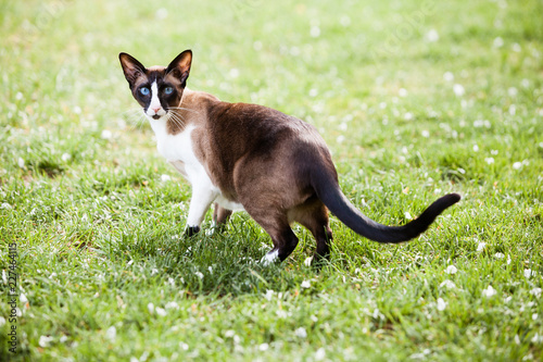 Portrait of Siamese oriental cat outdoors at spring on green grass at sunny day