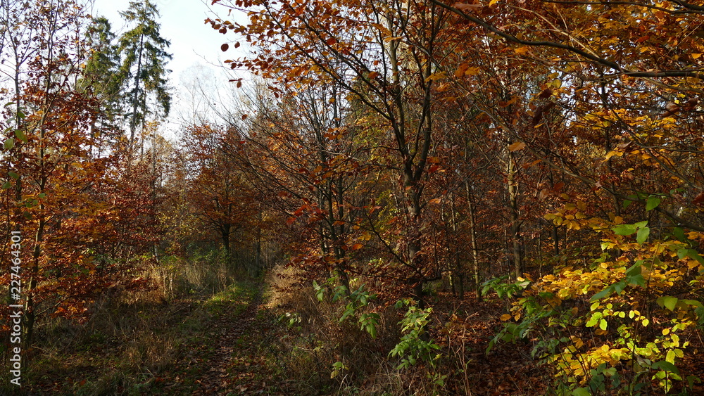 Las jesienią w Polsce. Pożółkłe liście oświetlone zachodzącym słońcem.
