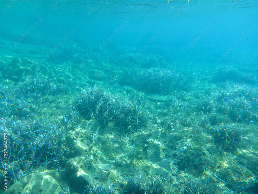 Underwater life - water plants in Kolona double bay Kythnos island Cyclades Greece, Aegean sea.