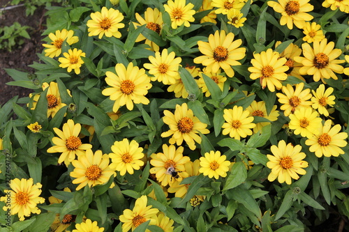  top view of a lot of yellow daisy beautiful flowers from sunflower family with green leaves