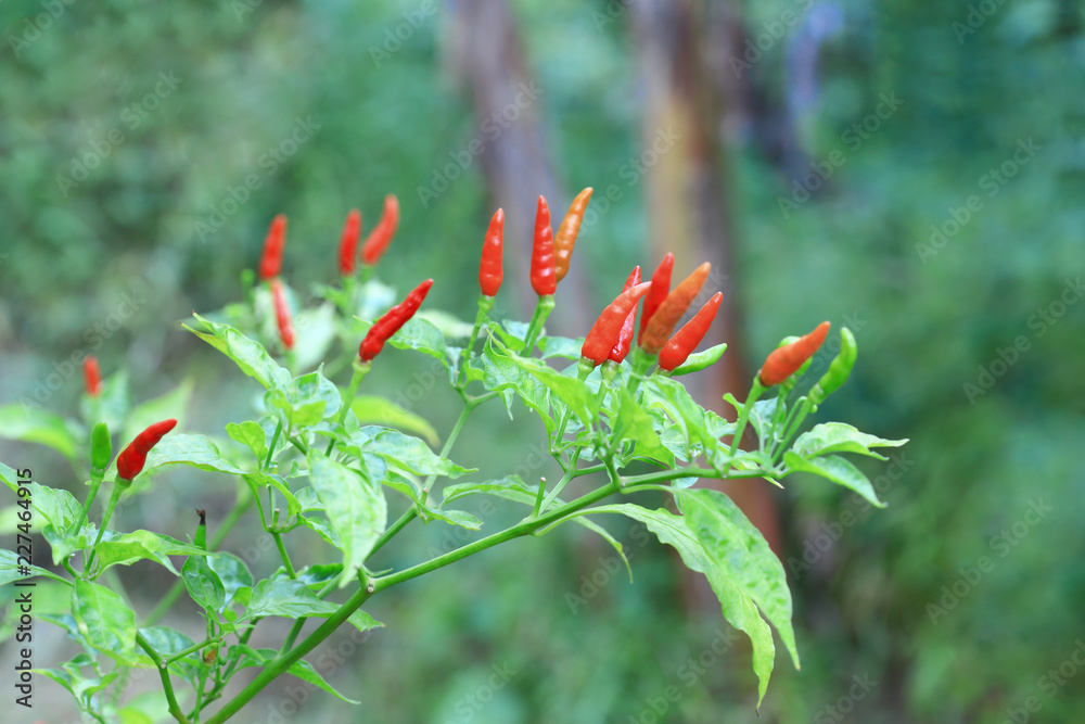 Red chilli in organic farm Red chilli in organic farm