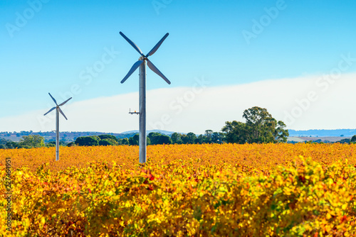 Windmills in Riverland vineyard © myphotobank.com.au