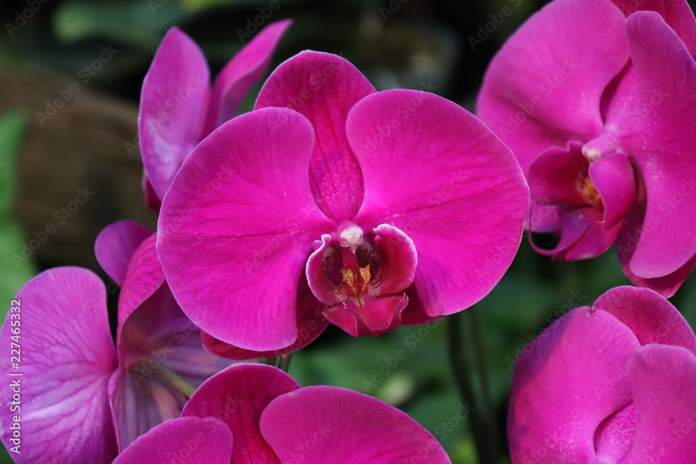 Obraz premium 蘭の花