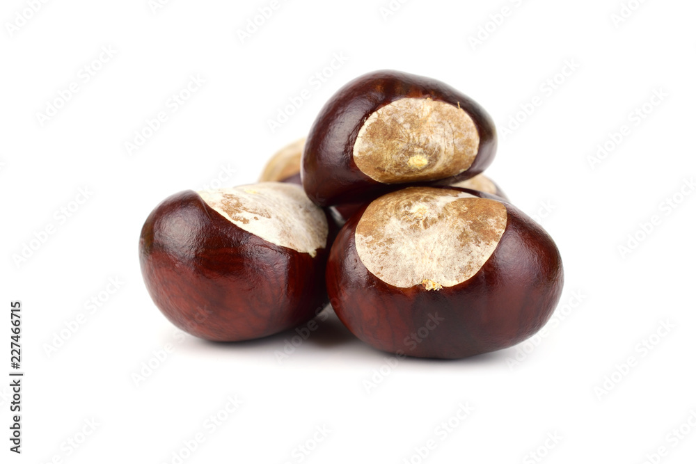 Isolated Horsechestnut Aesculus Hippocastanum Seed. Also Horse-Chestnut or Conker Tree. Isolated Horsechestnut Aesculus Hippocastanum Seed. Also Horse-Chestnut or Conker Tree.