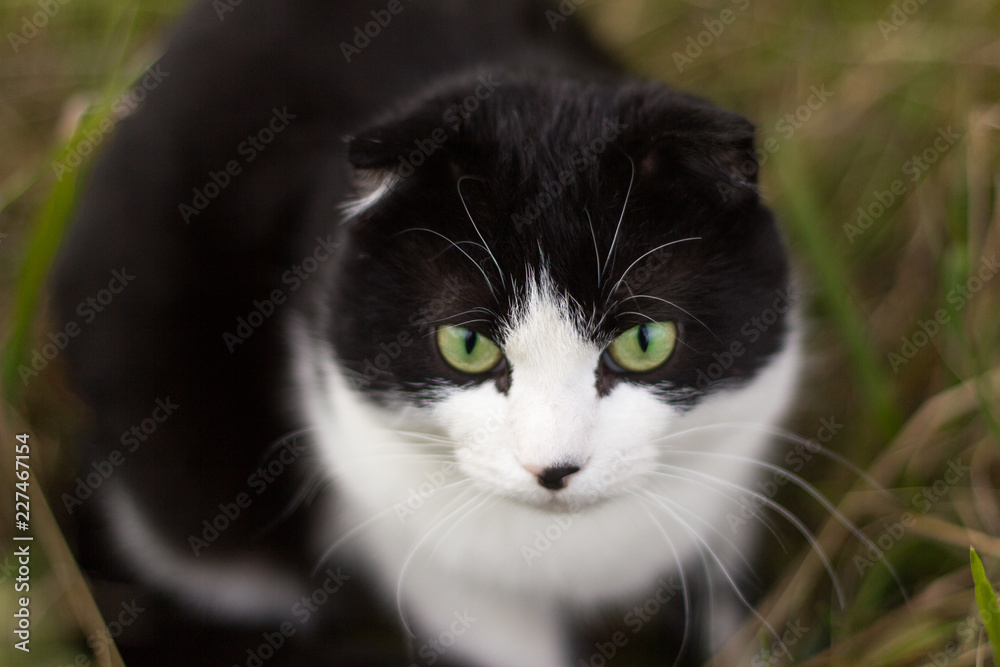 beautiful spotted cat with small ears sitting in the grass beautiful spotted cat with small ears sitting in the grass