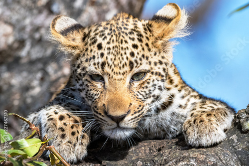 Leopard Cub s Stare Down