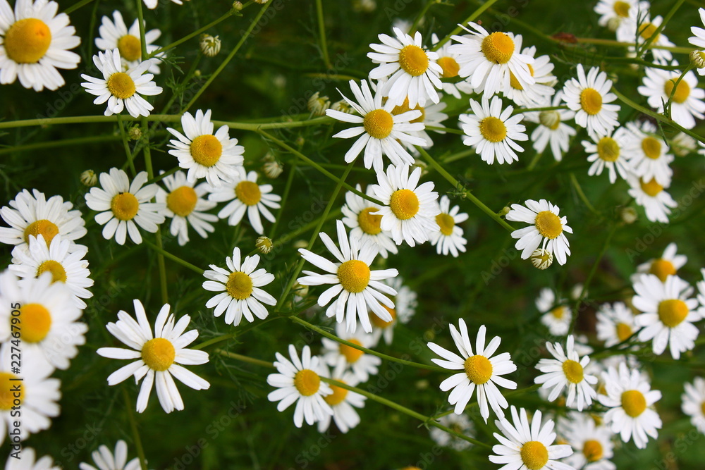 field of daisies