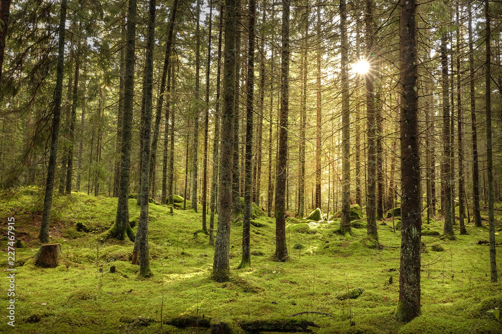 Beautiful sunny fir forest. Green moss on the ground. Beautiful sunny fir forest. Green moss on the ground.