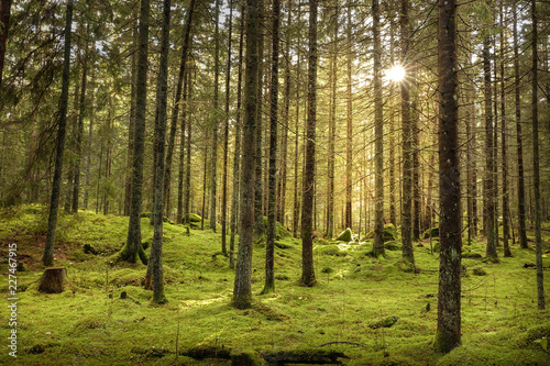 Beautiful sunny fir forest....