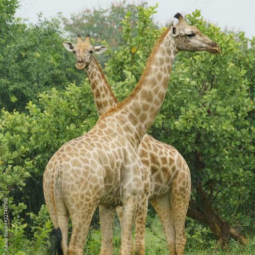 couple of giraffes in the rain in botswana