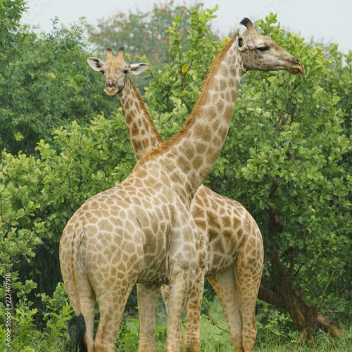 Canvas Print couple of giraffes in the rain in botswana