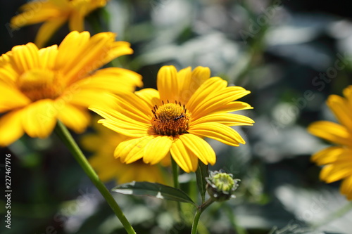 yellow flower