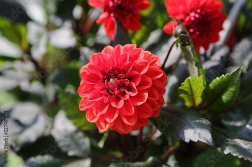 red flower in the garden