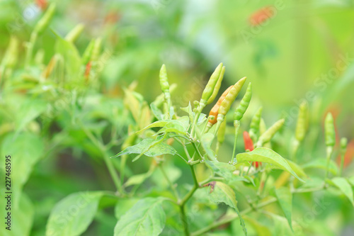 Green chilli in organic farm © kongsky
