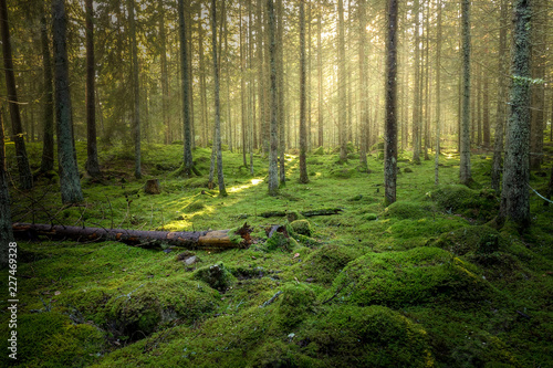 Beautiful green mossy forest with strong sunlight in the fog. Cozy relaxing atmosphere.