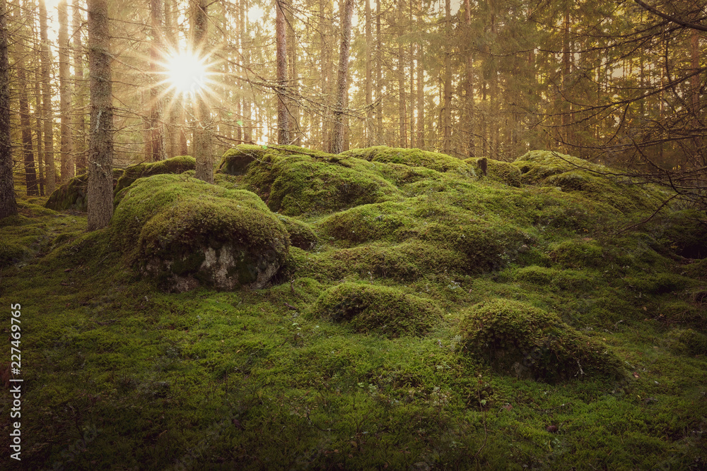 Beautiful green mossy forest with strong sunbeams at sunset. Warm cozy  atmosphere. Stock Photo | Adobe Stock