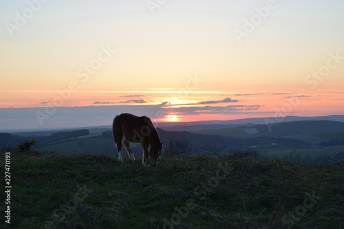 Horse are sunset