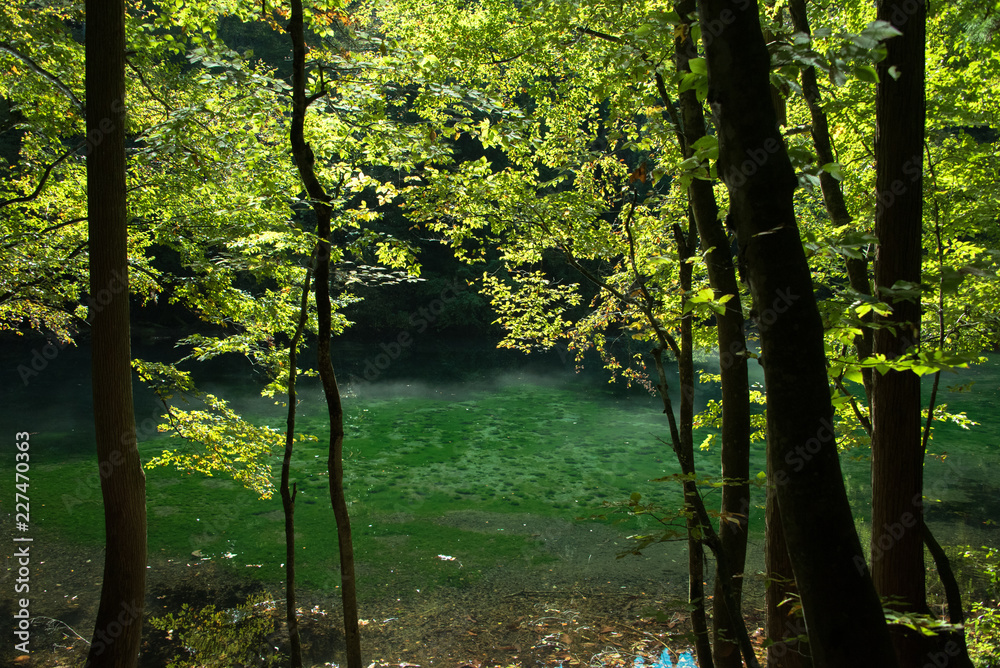 Obraz premium 森の妖精