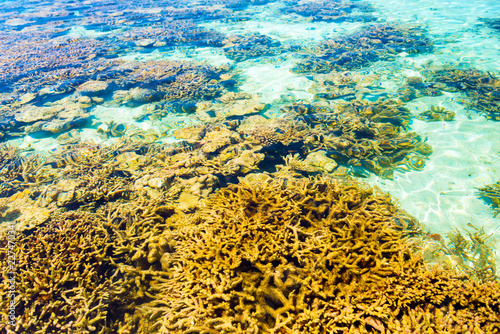 Beautiful view of coral reefs, Hangnaameedhoo, Maledives. With selective focus.