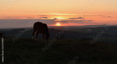Fototapeta Naklejka Na Ścianę i Meble -  Horse are sunset