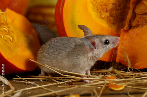 Close-up gray mouse stands and looking up near  orange pumpkin in the pantry. Small DoF focus put only to mouse head.