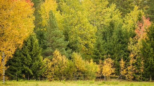 Colorful forest in fall. Be...