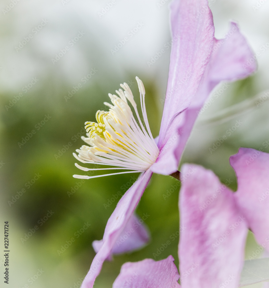 Single bloom of a Clematis Montana flower