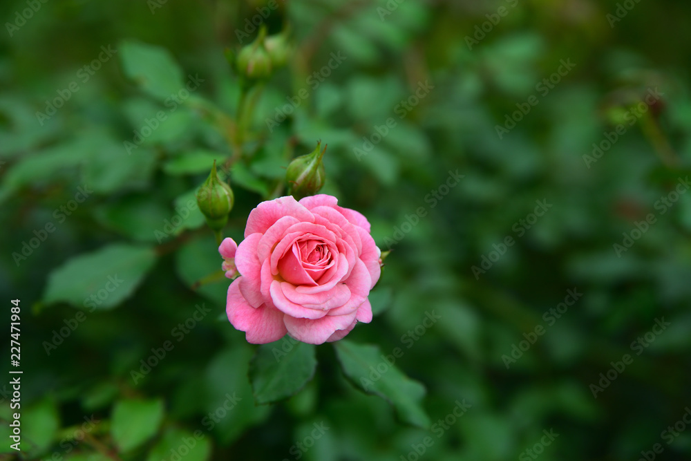 rose rose