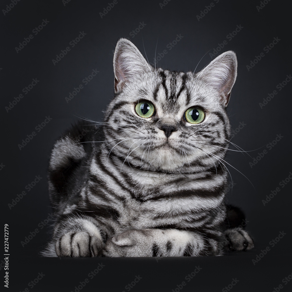 Excellent black silver tabby blotched green eyed British Shorthair cat  kitten laying down front view, looking at camera. Isolated on black  background. foto de Stock | Adobe Stock