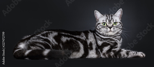 Excellent black silver tabby blotched green eyed British Shorthair cat kitten laying side ways, looking at camera. Isolated on black background.
