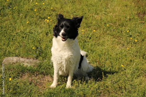 Border collie con una buffa espressione seduto nel prato photo