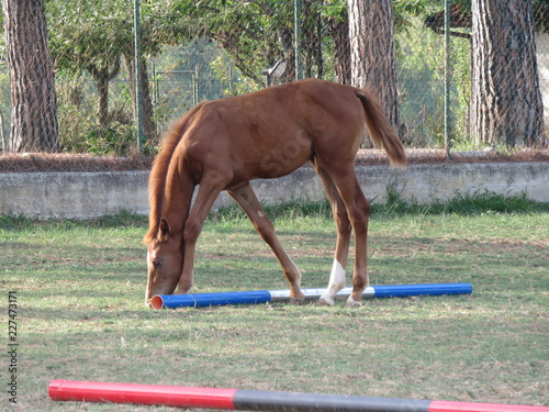 Cavallo 