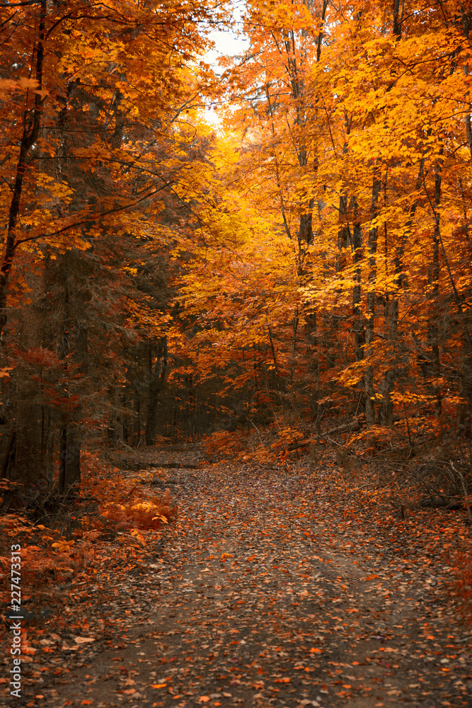 On the way to Muskoka, Ontario, Canada, chasing gold colours of Fall 