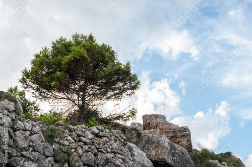 One tree with a cloudy sky background. on the rocks. Pinus halepensis, Aleppo pine, evergreen tree. Horizontal.