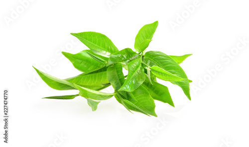 Fresh tea leaves on a white background