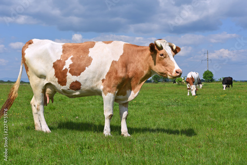 Cows  on a summer pasture © VASYL