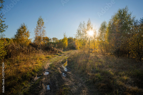 road in the forest