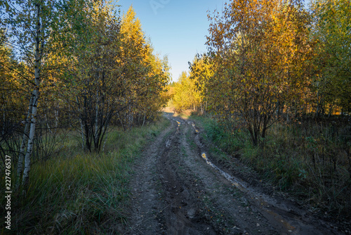 Fototapeta Naklejka Na Ścianę i Meble -  road in the forest