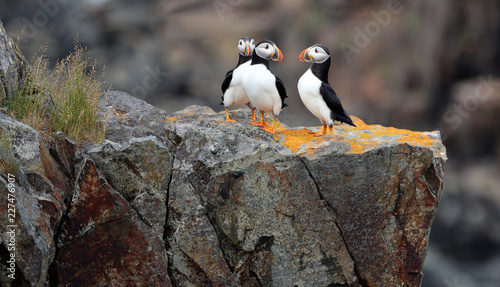 puffins and orange lichen, Elliston, Newfoundland, Canada